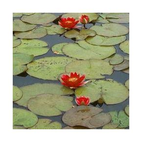 plante aquatique Nénuphar Escarboucle