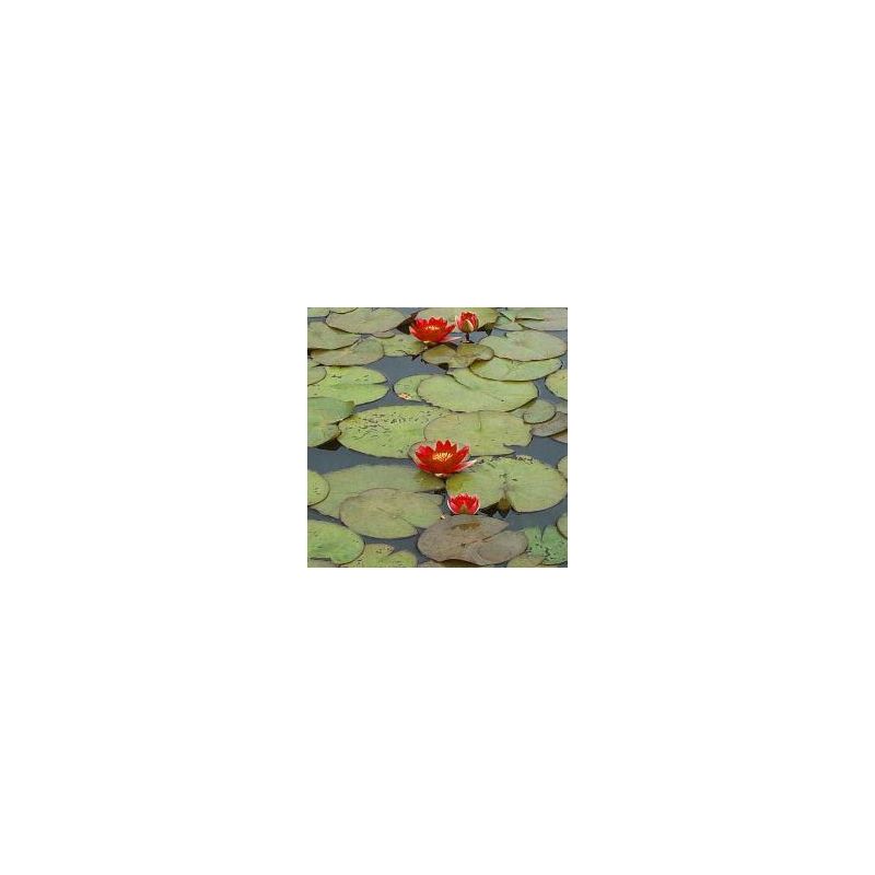 plante aquatique Nénuphar Escarboucle