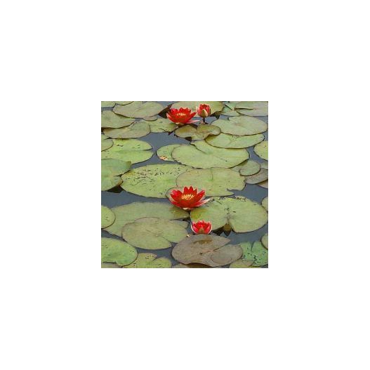 plante aquatique Nénuphar Escarboucle