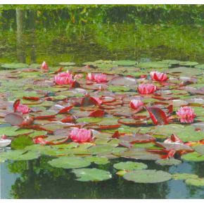 plante aquatique Nénuphar James Brydon