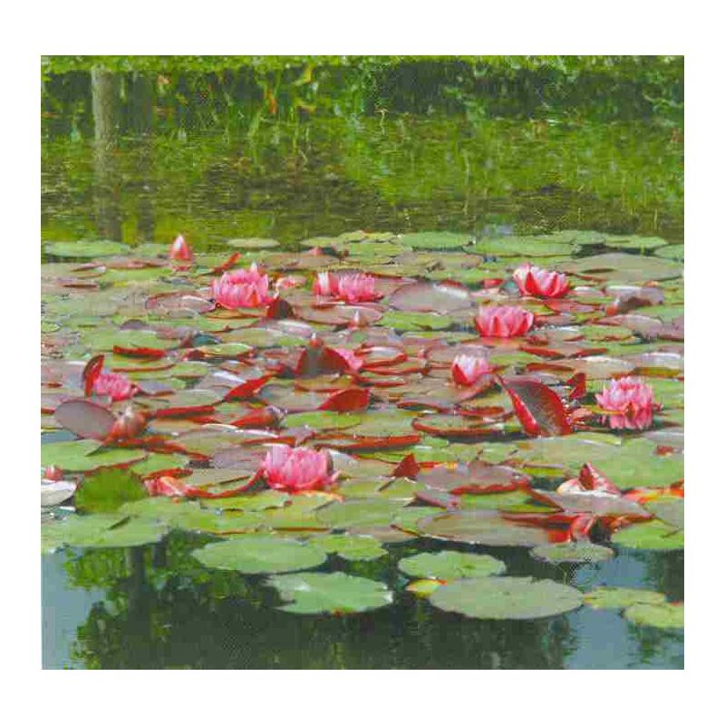 plante aquatique Nénuphar James Brydon