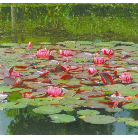 plante aquatique Nénuphar James Brydon
