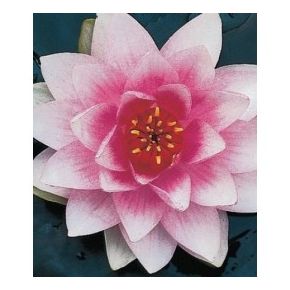 plante aquatique Nénuphar Mrs Wilfron Gonnere