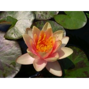plante aquatique Nénuphar Aurora