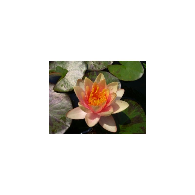 plante aquatique Nénuphar Aurora