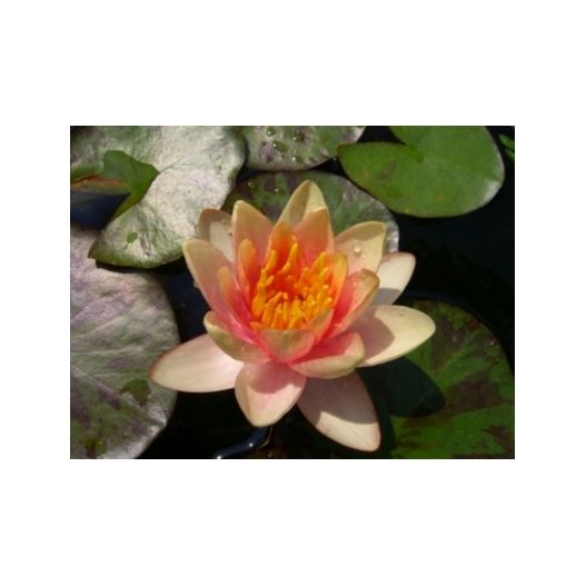 plante aquatique Nénuphar Aurora