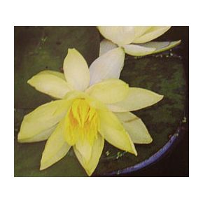 Zoom Plante aquatique Nénuphar Alba