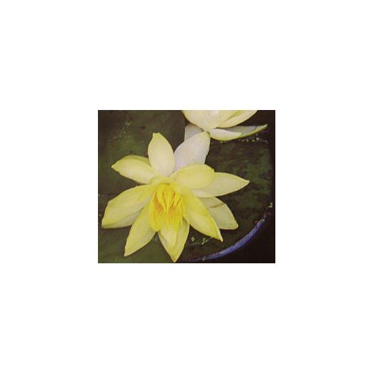 Zoom Plante aquatique Nénuphar Alba