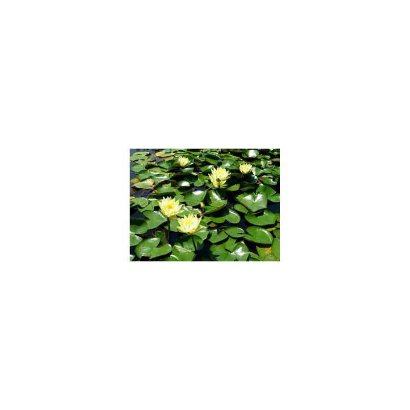 Photo Plante aquatique Nénuphar Alba