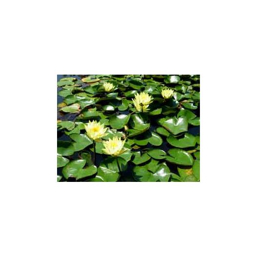 Photo Plante aquatique Nénuphar Alba