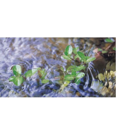 Photo Vitronic 11 watts Oase Filtre universel à ultraviolets