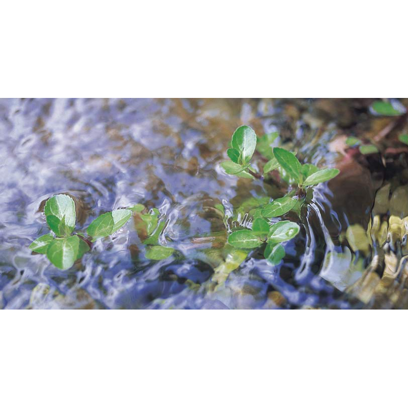 Photo Filtre UV bassin Vitronic 55W Oase