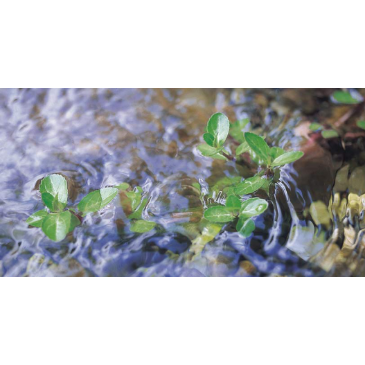 Photo Filtre UV bassin Vitronic 55W Oase